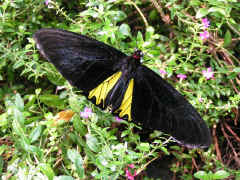 Butterfly.jpg (177452 bytes)