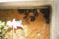 Flat Stanley playing with scorpions at insect factory.JPG (251904 bytes)